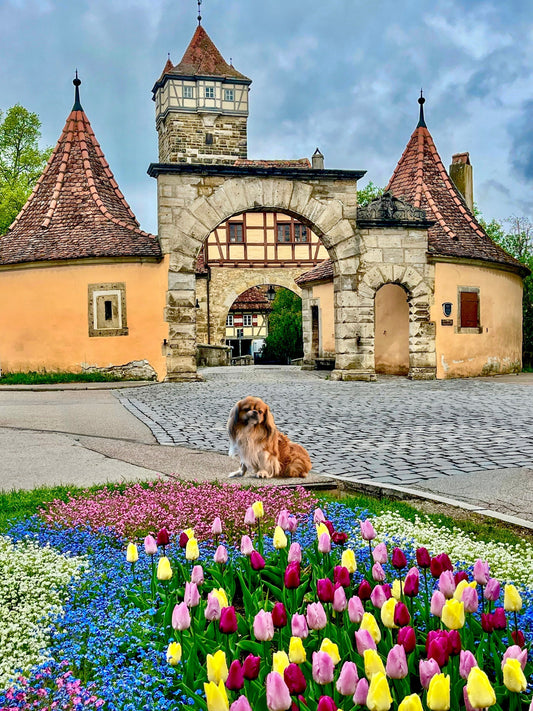 Spring blossoms along the medieval walls of Rothenburg ob der Tauber