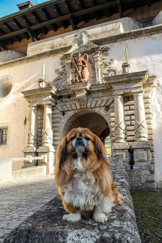 Rudi the dog at an entrance for Marienberg Fortress