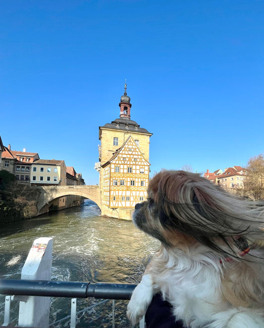 Rudi the dog, exploring the historic streets of Rothenburg on a blustery, windy day.
