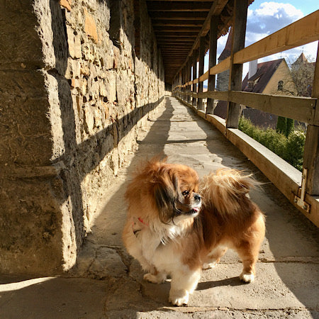 Rudi the dachshund walking on historic city wall walk of Rothenburg 