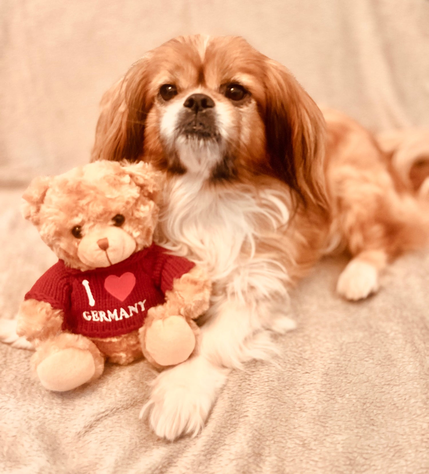 Dog sitting next to a teddy bear wearing a 'I ❤️ Germany' shirt on a soft surface.